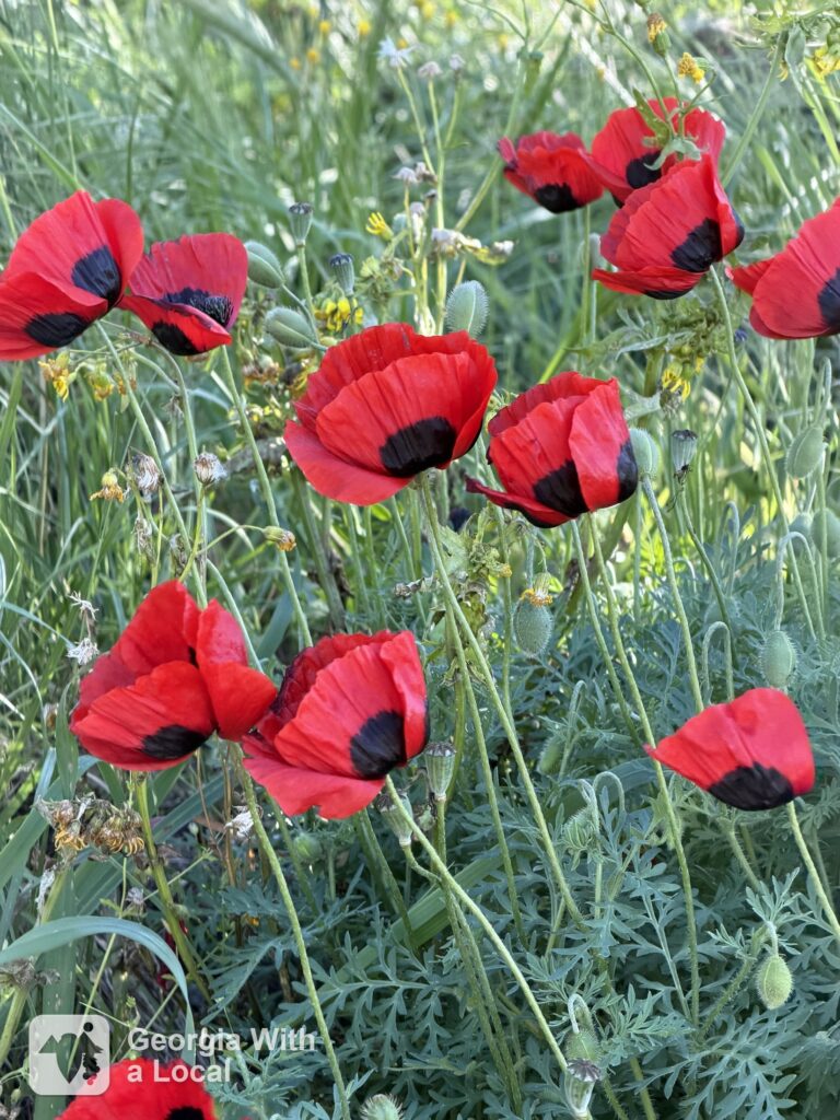 photo №1 - Blooming poppies in the Tbilisi Botanical Garden